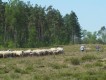 Roompot Bospark De Schaapskooi Roompot Bospark De Schaapskooi