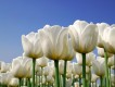 Tulip Inn Bodegraven Tulip Inn Bodegraven