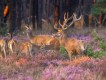 Algemeen - Veluwe Algemeen - Veluwe