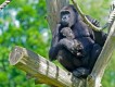 Algemeen - Dieren Algemeen - Dieren