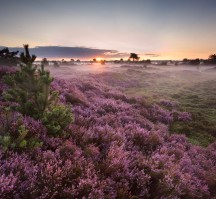 Veluwe Hotel De Beyaerd (Algemeen omgeving)