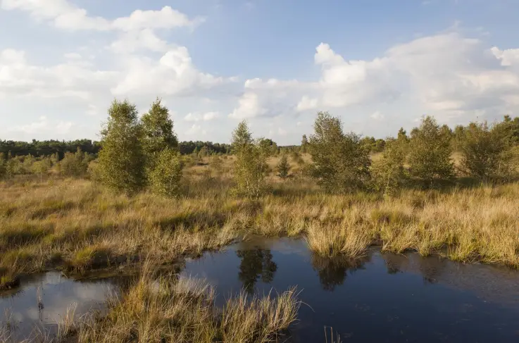 Algemeen omgeving - Groote Peel