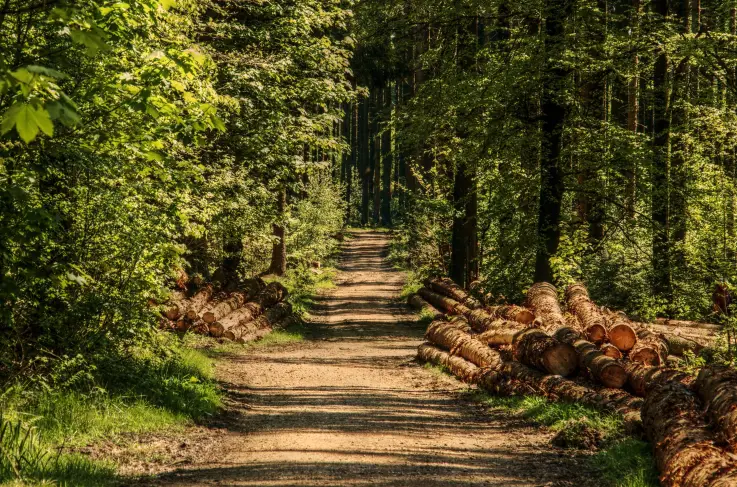Woudschoten Bos