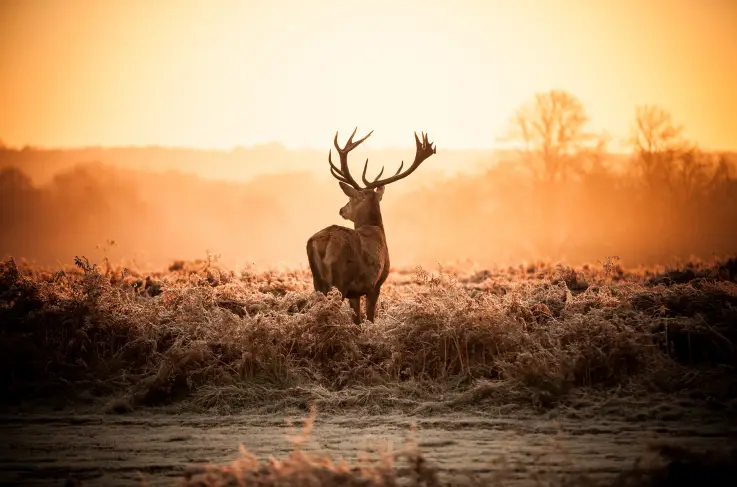Algemeen Veluwe