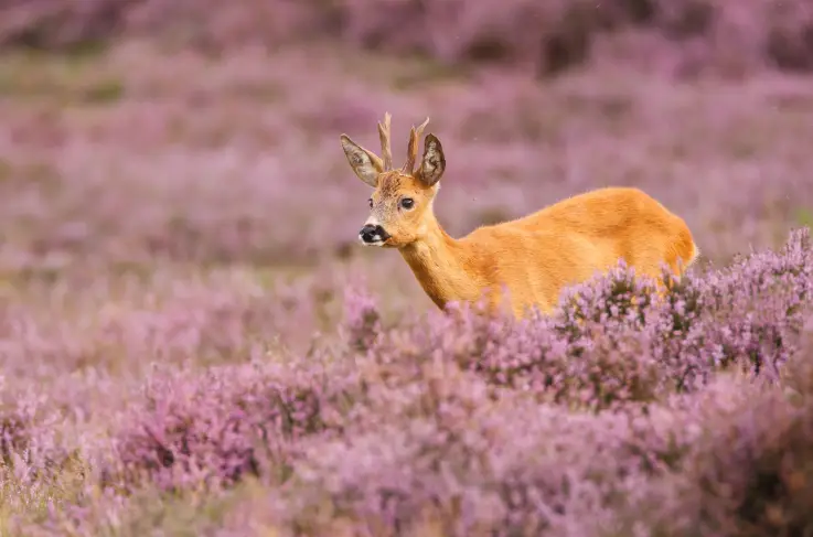 Algemeen Veluwe