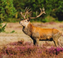 Van der Valk Hotel Amersfoort A1 (Algemeen Veluwe)