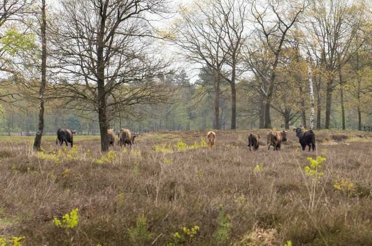 Omgeving - Herperduin Maashorst