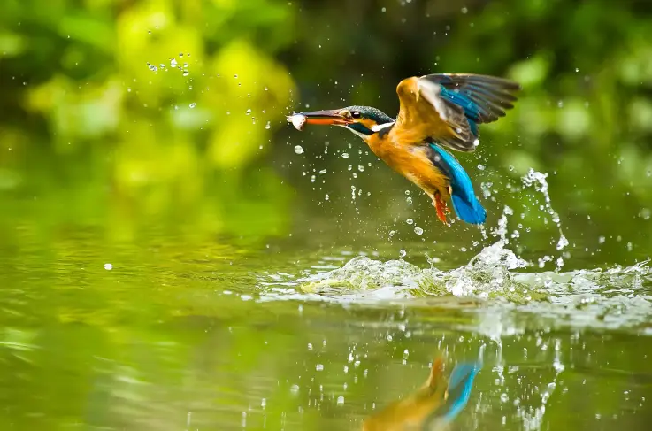 Algemeen Biesbosch