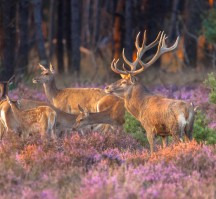 Van der Valk Hotel Amersfoort A1 (Algemeen Veluwe)