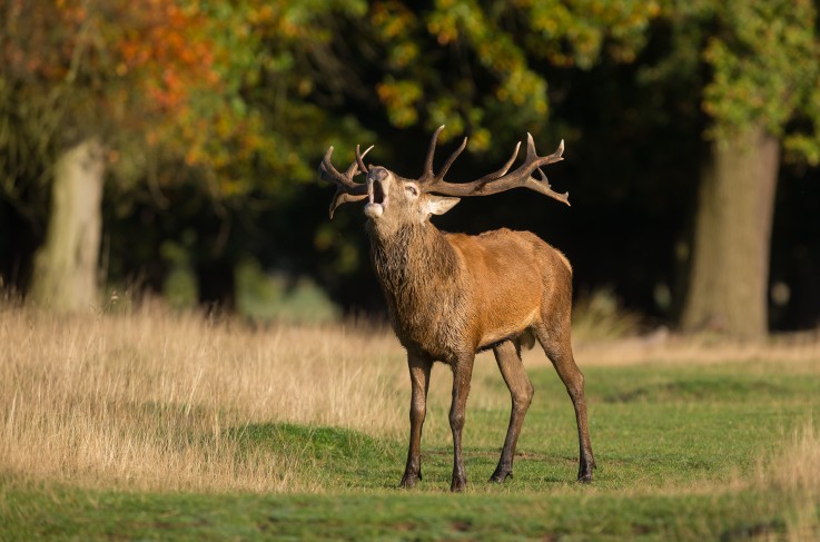 Veluwe omgeving