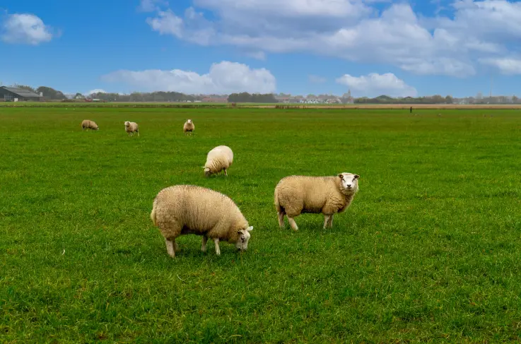 Omgeving