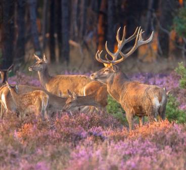 4* Fletcher Hotel-Restaurant De Buunderkamp