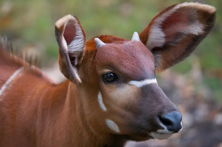 Gaia Zoo