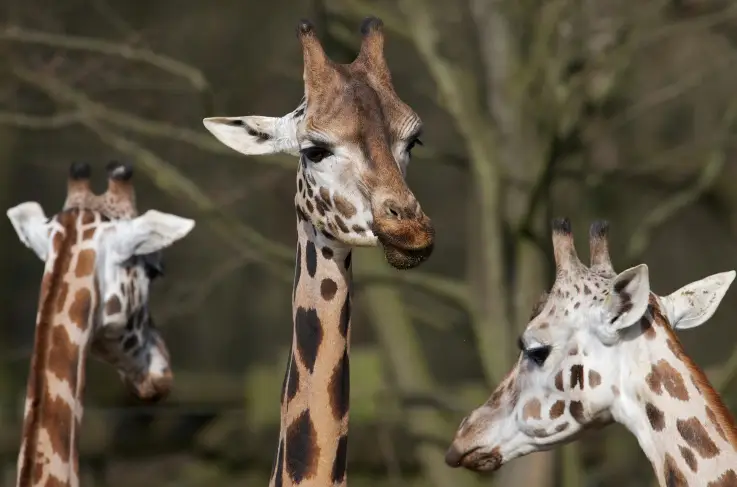 Gaia Zoo