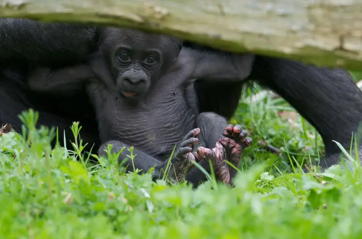 Gaia Zoo