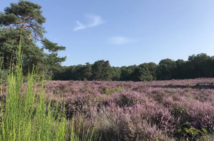 Omgeving