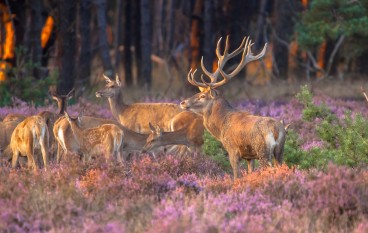 4* Fletcher Hotel De Wipselberg-Veluwe