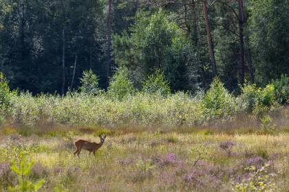 Veluwe Hotel De Beyaerd