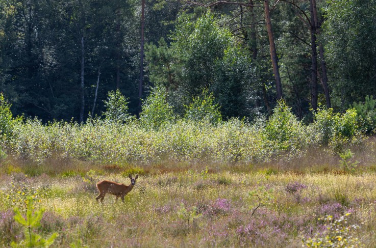 Veluwe