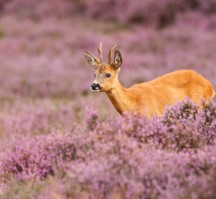 Fletcher Hotel het Veluwse Bos (Veluwe)