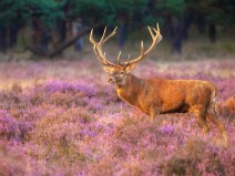 Fletcher Hotel-Restaurant Klein Zwitserland