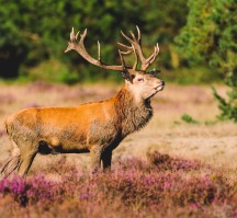 Fletcher Hotel-Restaurant Apeldoorn (Veluwe)