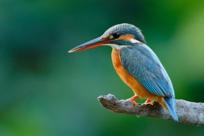 Fletcher Hotel-Restaurant Waalwijk