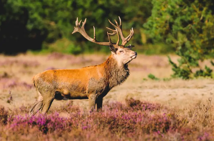 Veluwe