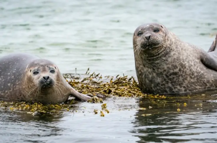 Zeehonden