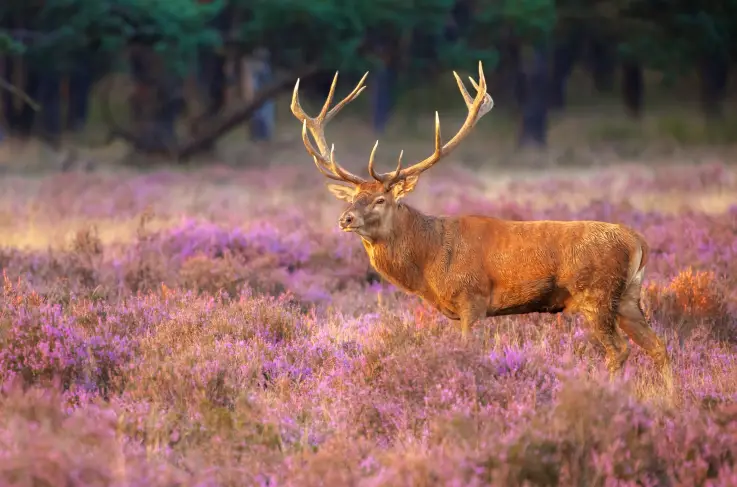 Veluwe