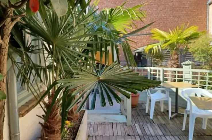 Terras