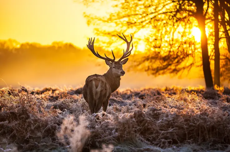 Veluwe