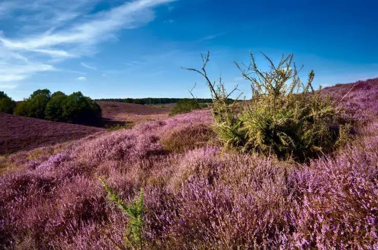Veluwe