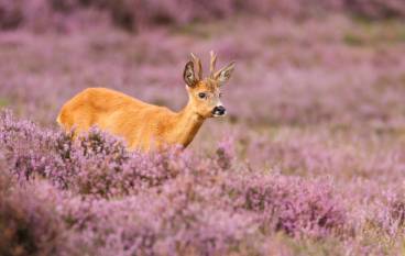 4* Fletcher Hotel Sparrenhorst-Veluwe