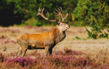 4* Fletcher Hotel Sparrenhorst-Veluwe
