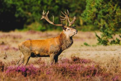 Fletcher Hotel-Restaurant Sparrenhorst-Veluwe