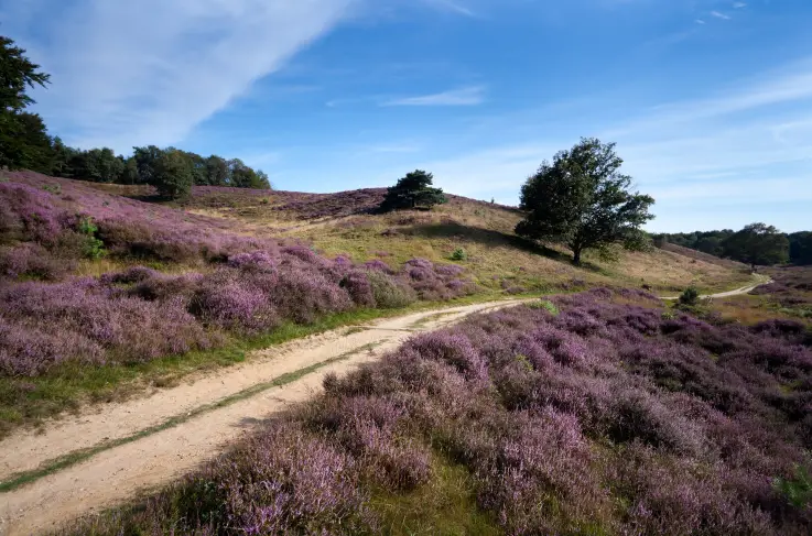 Omgeving