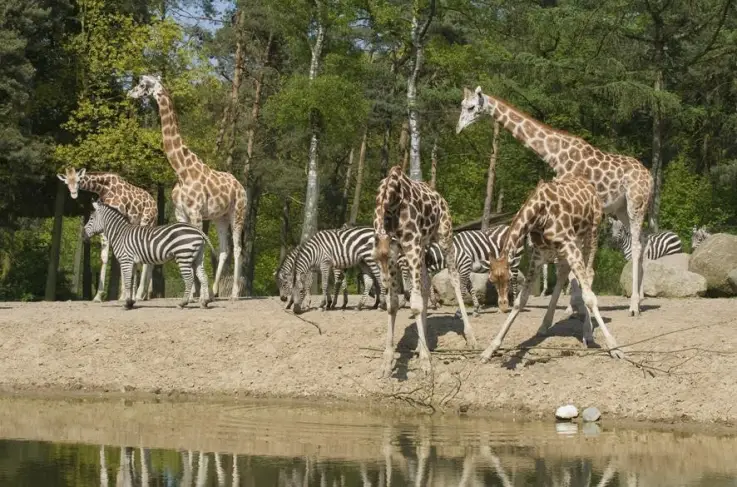 Burgers' Zoo