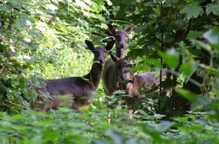 Fletcher Landgoed Hotel Renesse - Omgeving