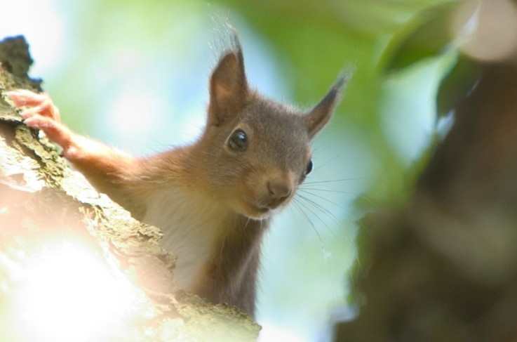 Fletcher Hotel-Restaurant Langewold- Omgeving