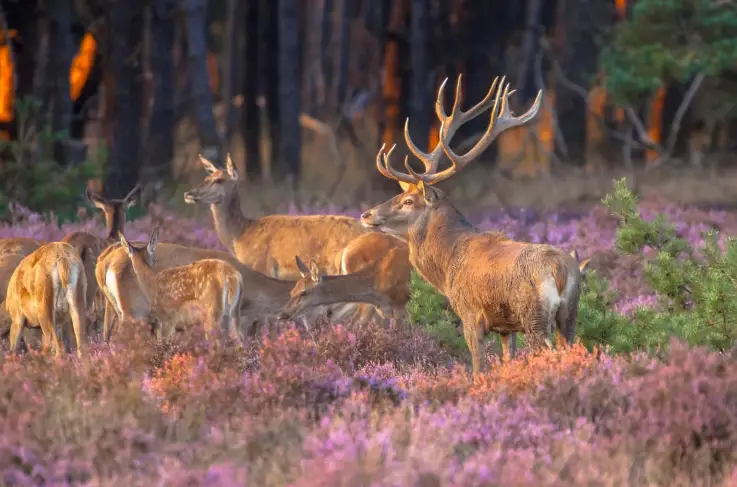 Algemeen - Veluwe