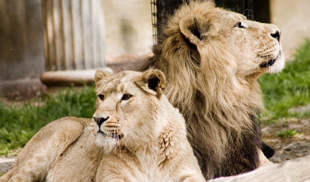 Dierenpark Amersfoort