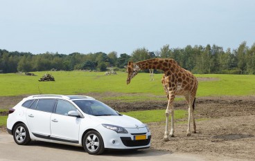 2 dagen incl. Safaripark BeekseBergen Familiekamerr
