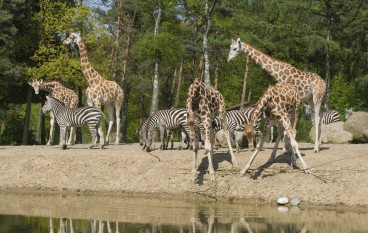 2 dagen Arnhem incl. Burgers' Zoo